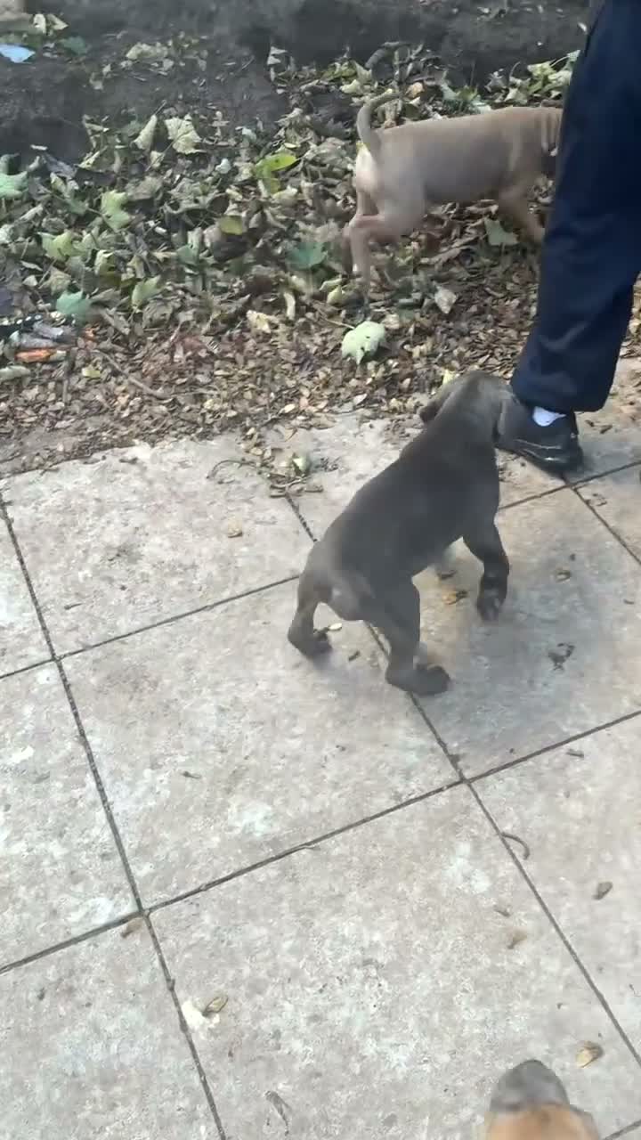 Cane Corso dogs for sale: Cane corso femail - Video 1