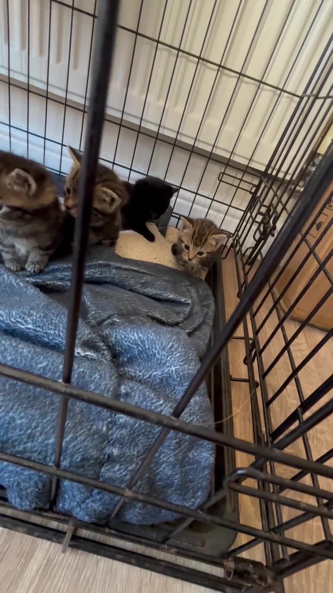 Mixed Breed cats for sale: Mixed breed gorgeous kittens  - Video 2
