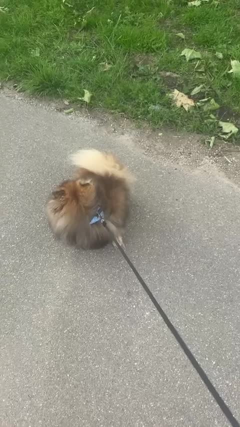 Pomeranian dogs for sale: Friendly, Beautiful And Energetic Male Pomeranian  in London - Video 1