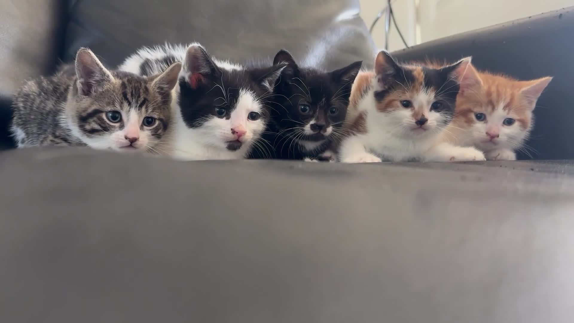Mixed Breed cats for sale: Kittens ready now - Video 1