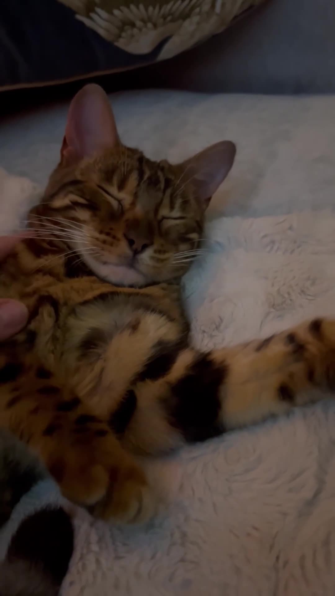 Bengal cats for sale: Beautiful Bengal Female Cat - Video 4