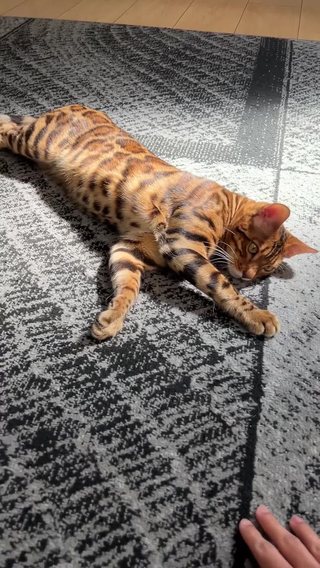 Bengal cats for sale: Looking for a new home - Beautiful Bengal Male - Video 2