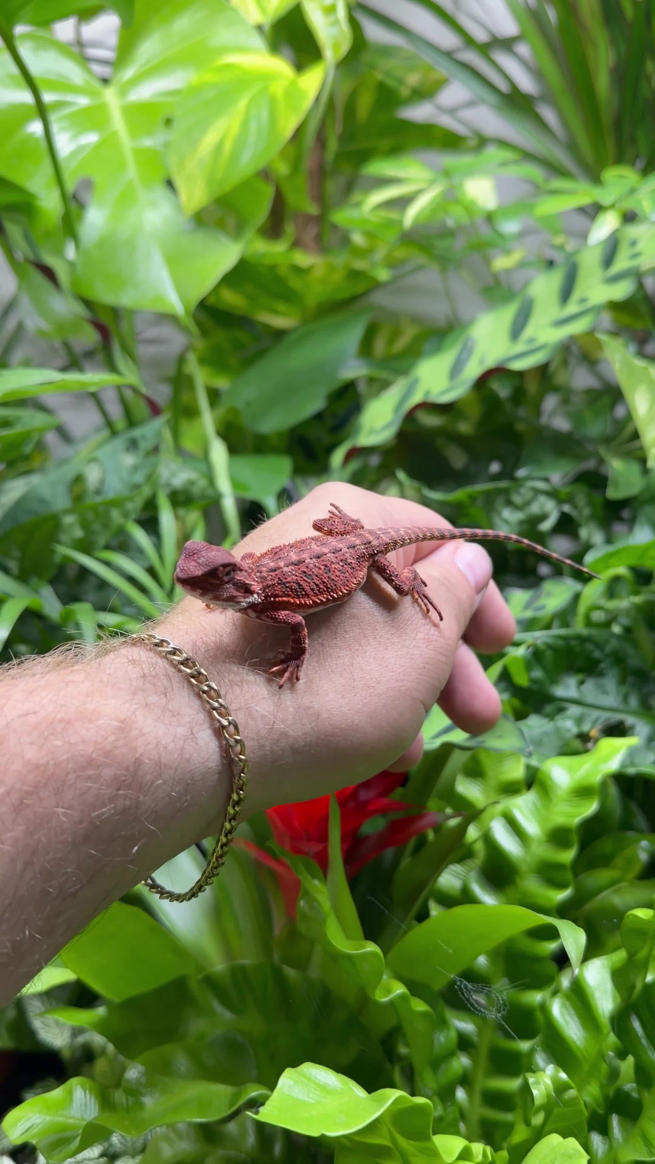Bearded Dragon reptiles for sale: 100% Baby Red Monster Bearded Dragons - Video 1