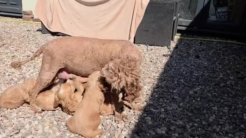 Cockapoo dogs for sale: Hereditary Clear F1 Cockapoos in Doncaster - Video 1
