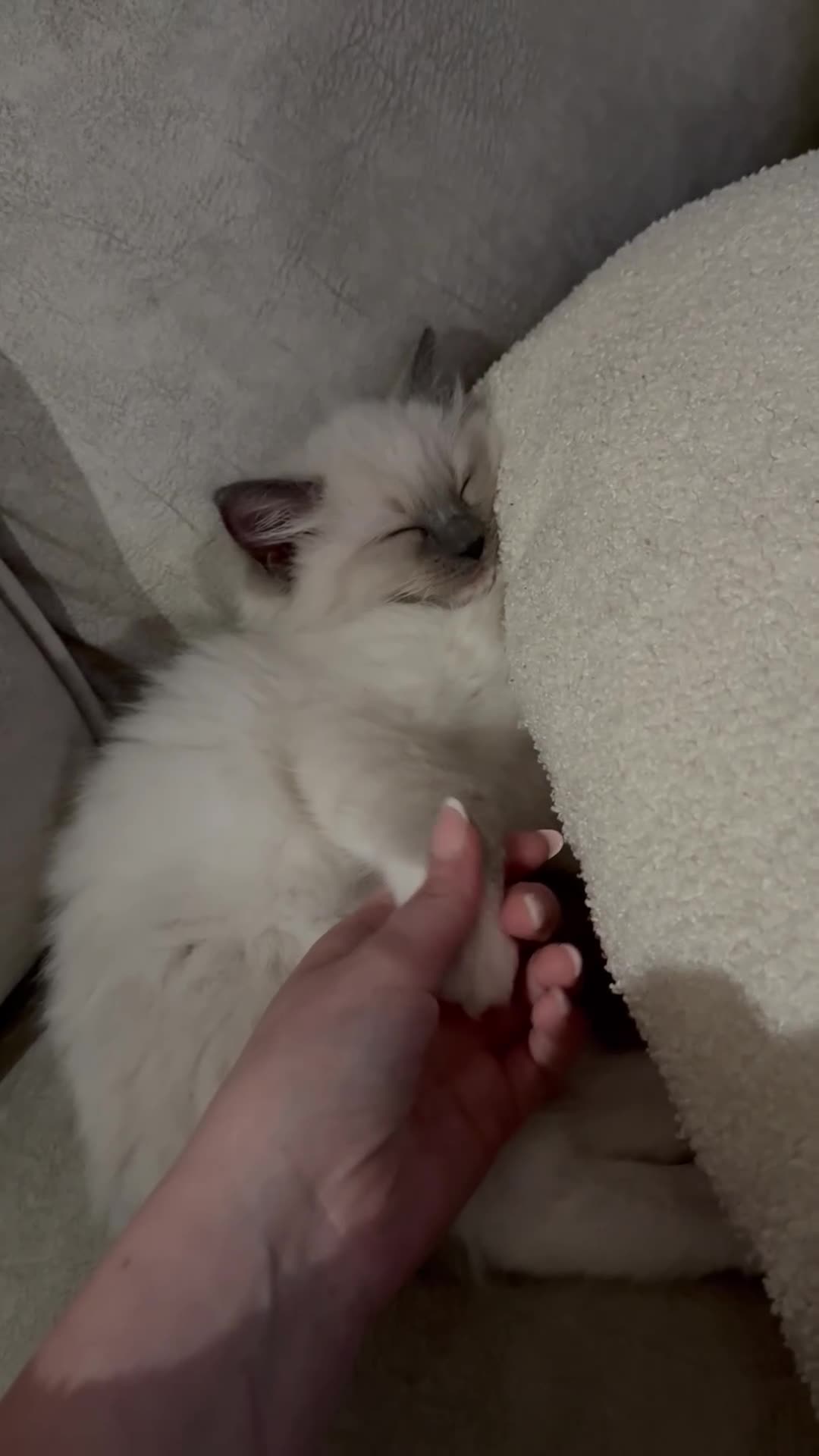 Ragdoll cats for sale: 10 week brother and sister  - Video 1