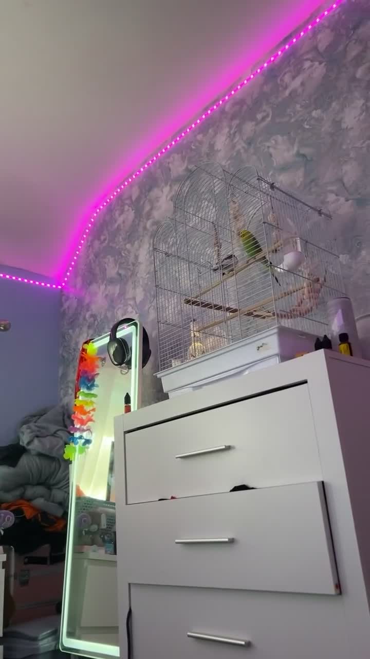 Budgerigars birds for sale: Comes as a pair  - Video 2