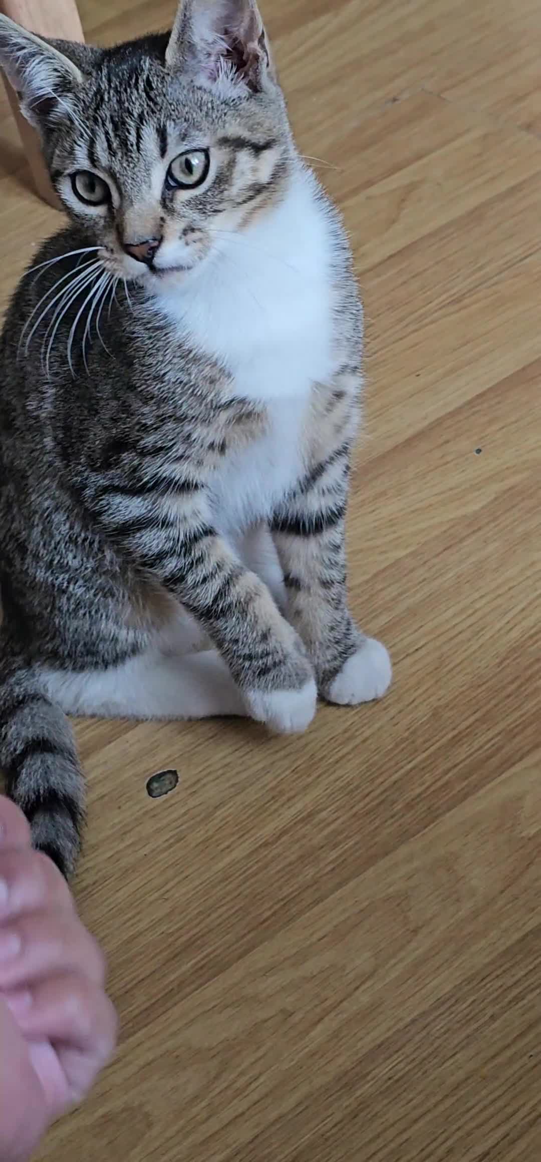 Mixed Breed cats for sale: Tabby cat ready to leave  - Video 1