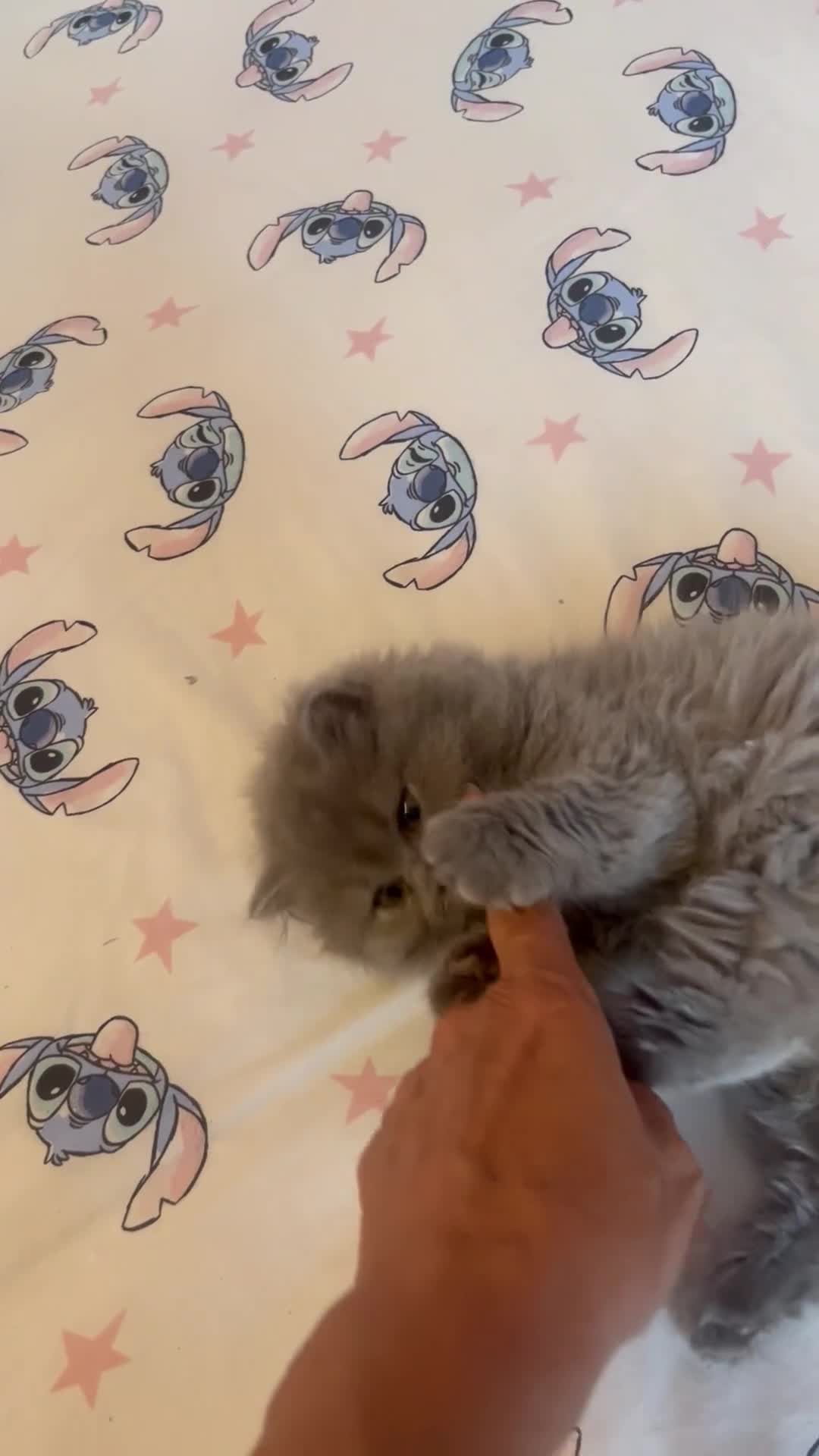 British Longhair cats for sale: Stunning blue British longhair kittens - Video 2