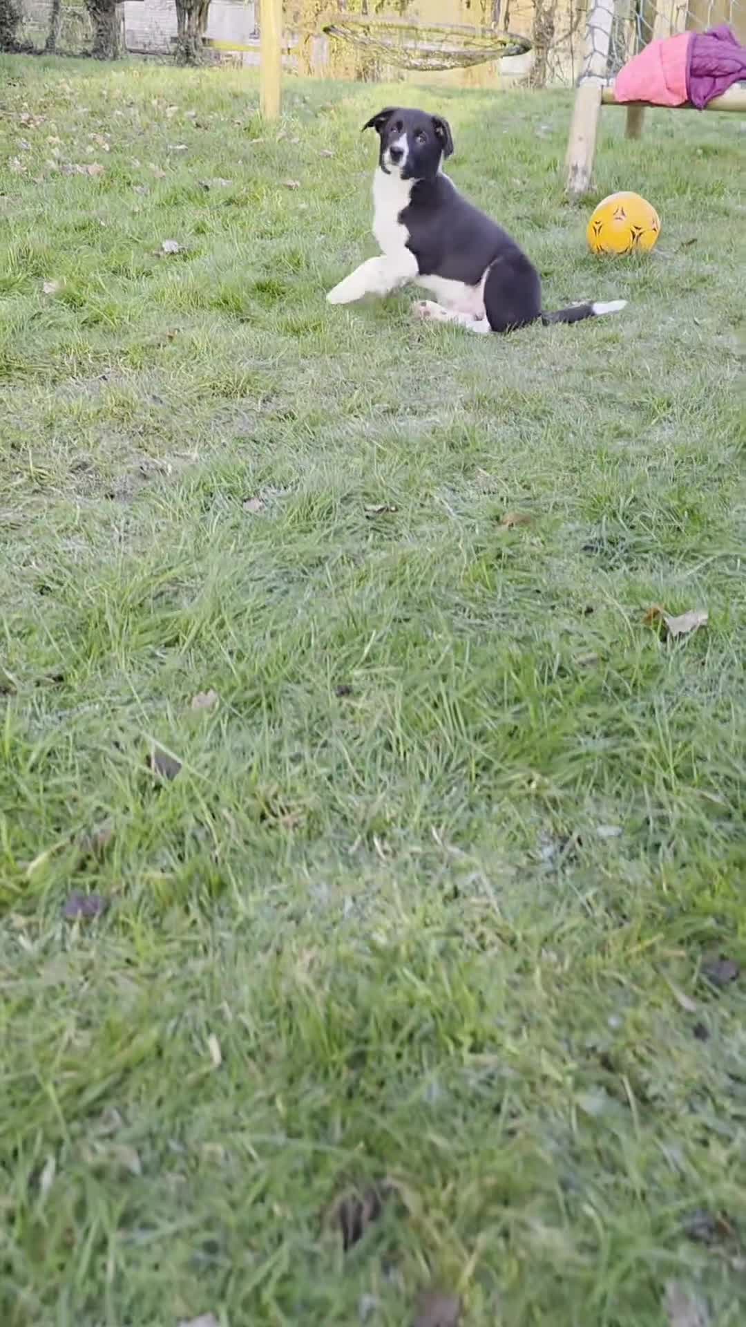 Border Collie dogs for sale: 🐾 Border Collie Pups - 1 Boy Available 🐾 - Video 1