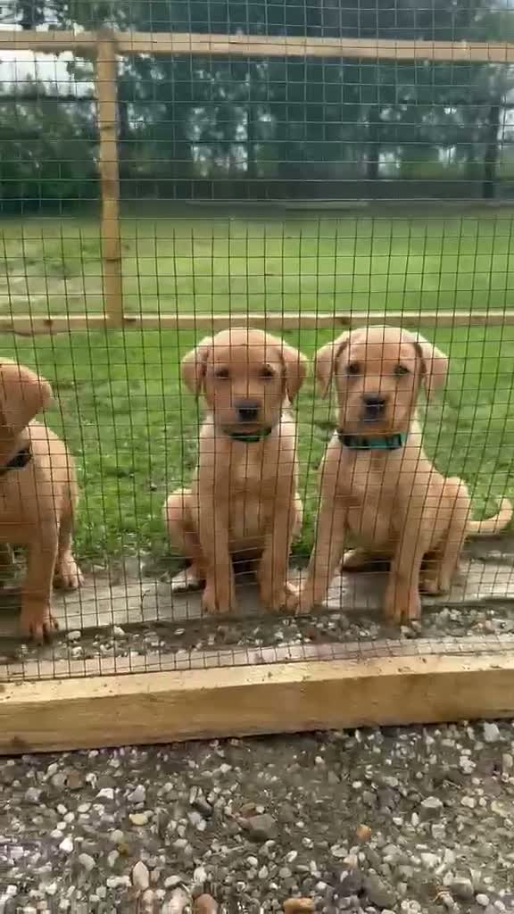Labrador Retriever dogs for sale: Labrador Retriever puppies  - Video 2