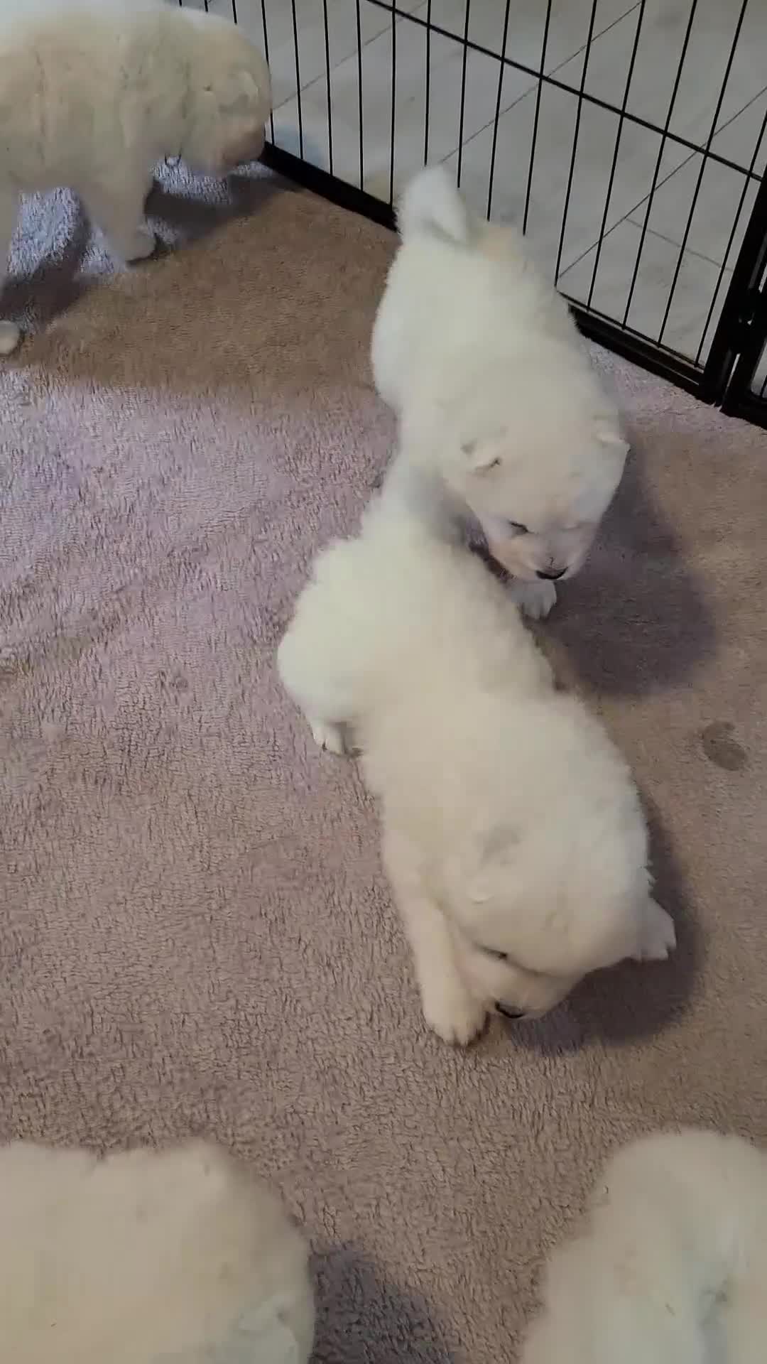 Samoyed dogs for sale: 🐾 Exceptional Pedigree Samoyed Puppies  🐾 - Video 1