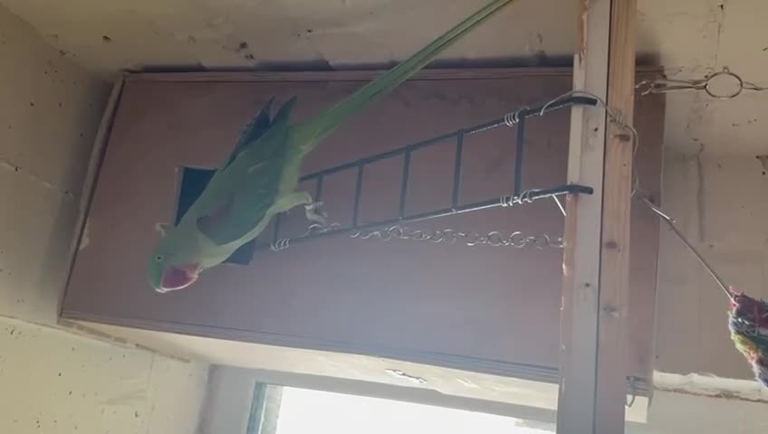 Parrots birds for sale: Alexandrine parrot breeding pair  - Video 2