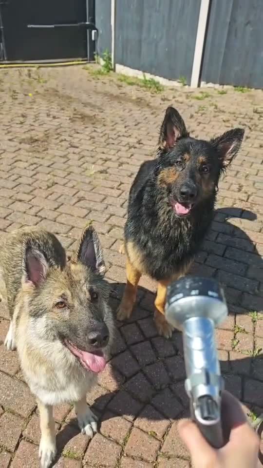 German Shepherd dogs for sale: German Shepherd Puppies | 5 Male, 3 Female - Video 1