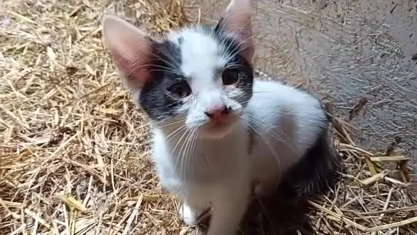 Mixed Breed cats for sale: Farm kittens black and white - Video 2