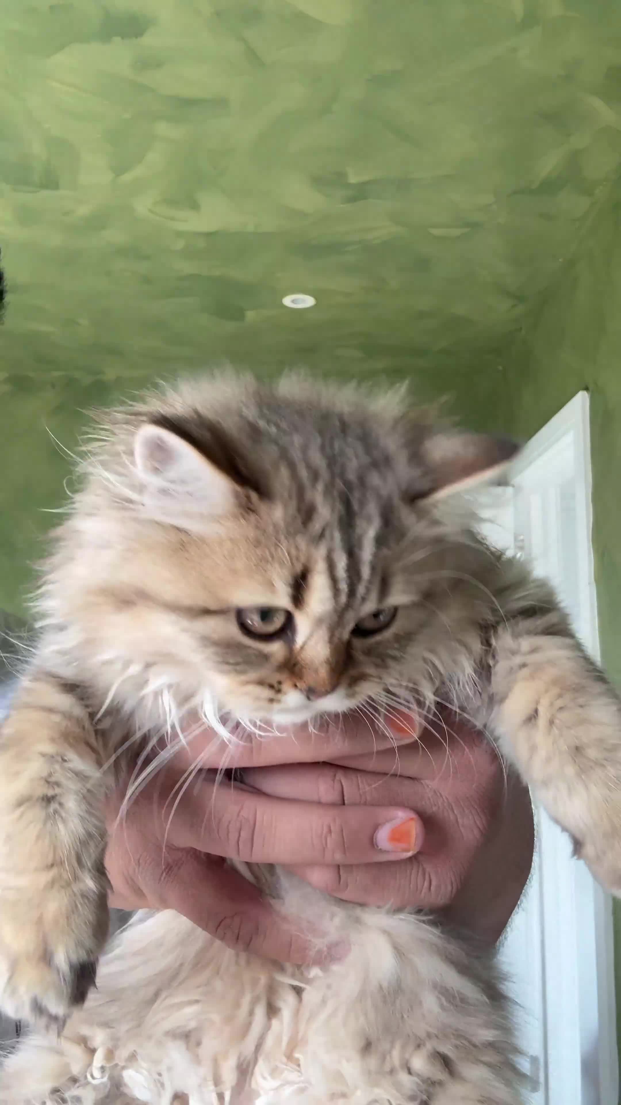 British Longhair cats for sale: Beautiful British Longhair Kittens  - Video 3
