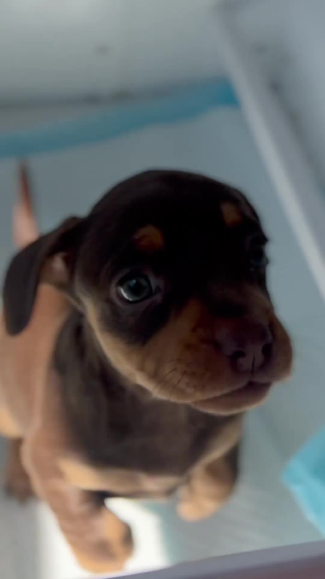 Mixed Breed dogs for sale: Stunning Litter of French Weiners  - Video 1