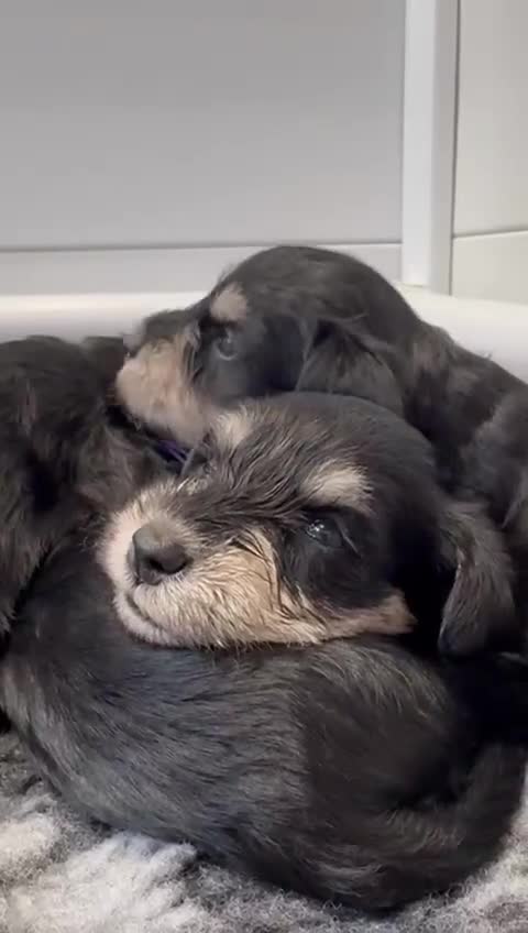 Miniature Schnauzer dogs for sale: Adorable KC registered Miniature Schnauzers - Video 1