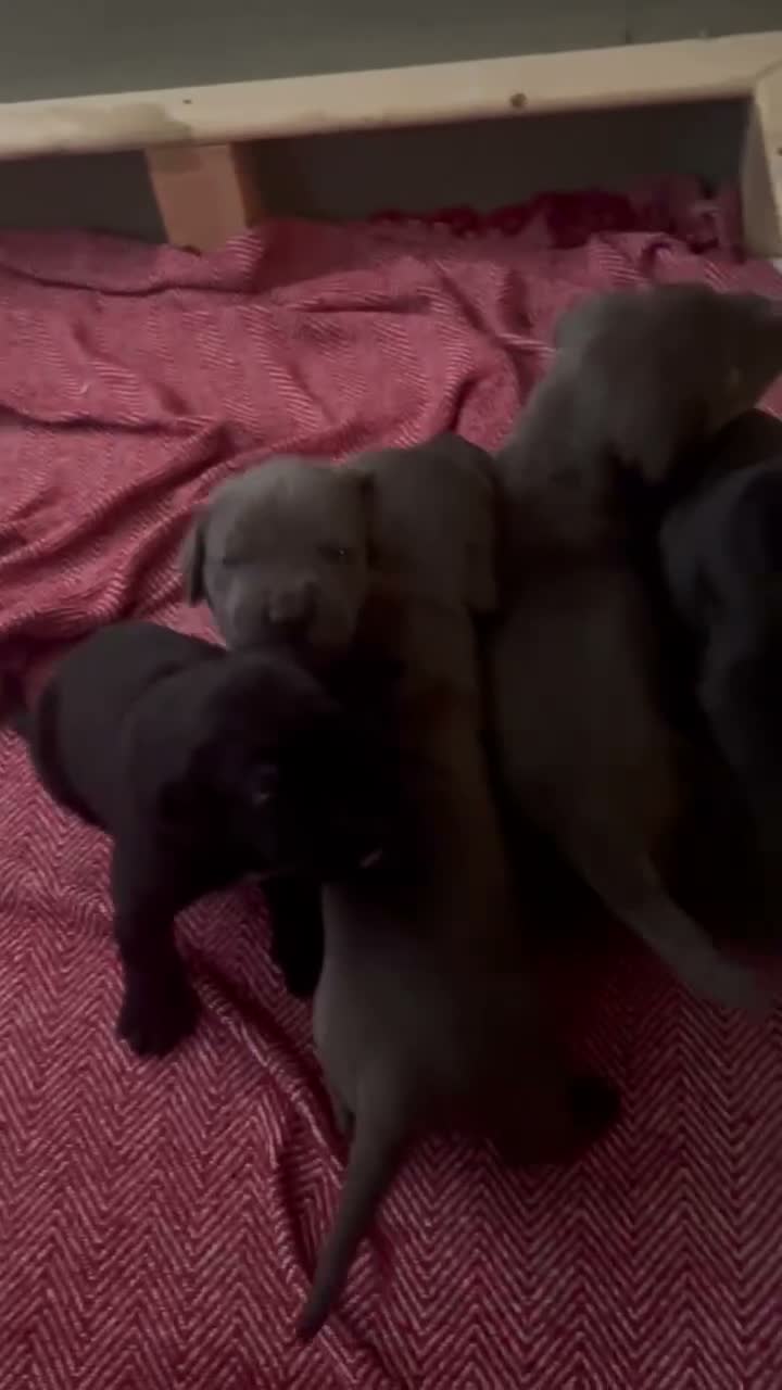 Cane Corso dogs for sale: Beautiful Cane corso for sell  - Video 4