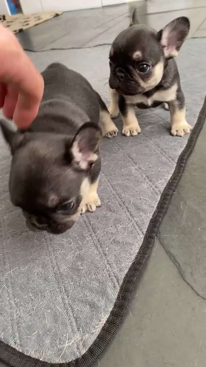 French Bulldog dogs for sale: Stunning Black and Tan French Bulldog puppies  - Video 1