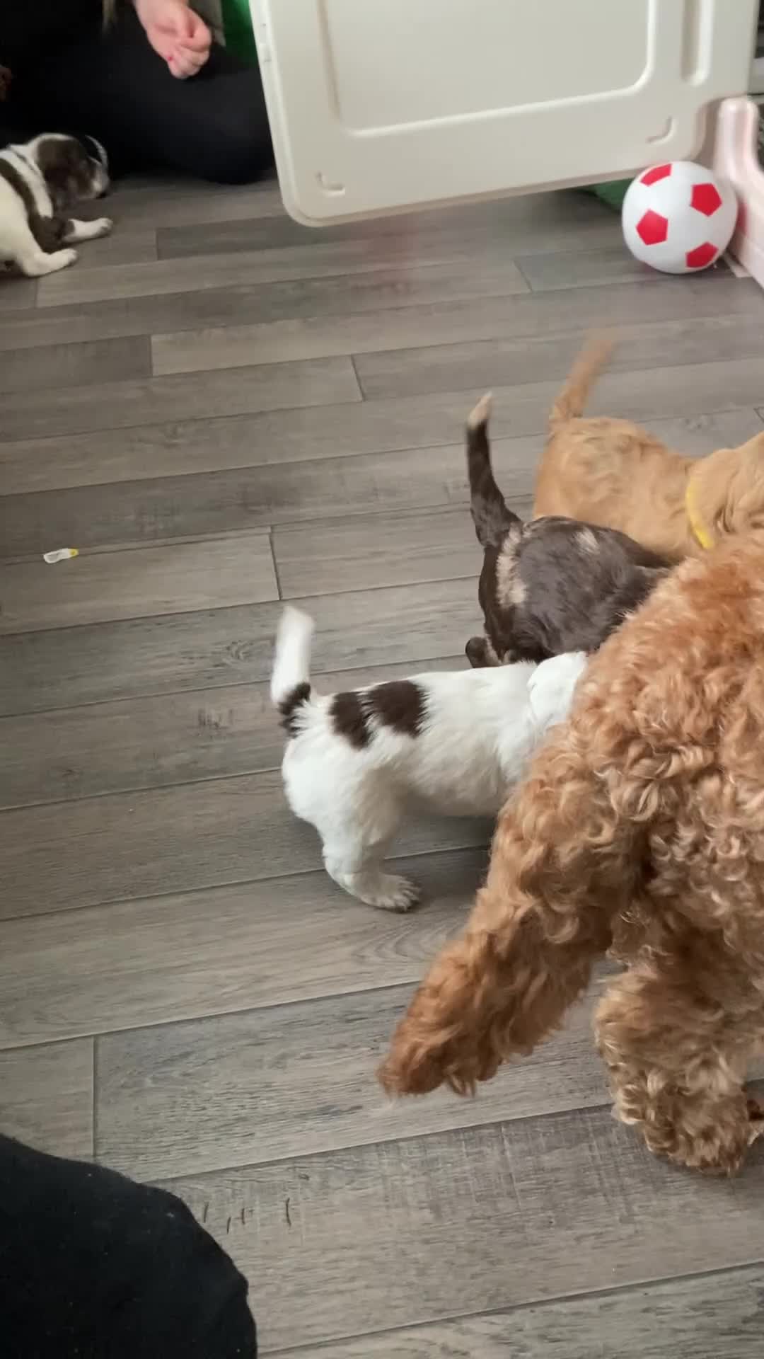 Cockapoo dogs for sale: ONLY 1 STUNNING F1b cockapoo left!! - Video 1