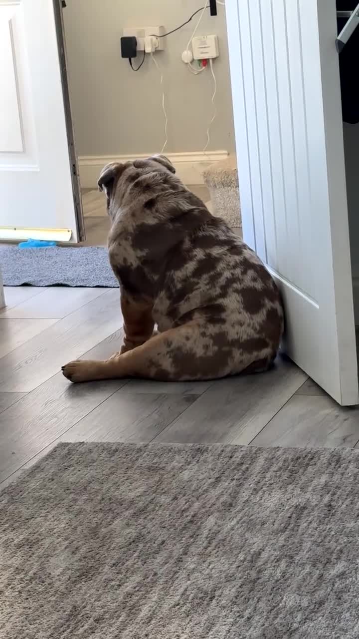 English Bulldog dogs for sale: 🐾 Winnie Looking for a Loving Home 🐾 - Video 1