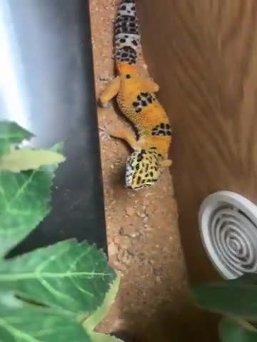 Leopard Gecko reptiles for sale: leapard gecko full set up  in Ipswich - Video 2