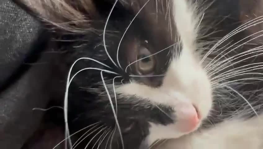 Maine Coon cats for sale: MAIN COON X - Video 1