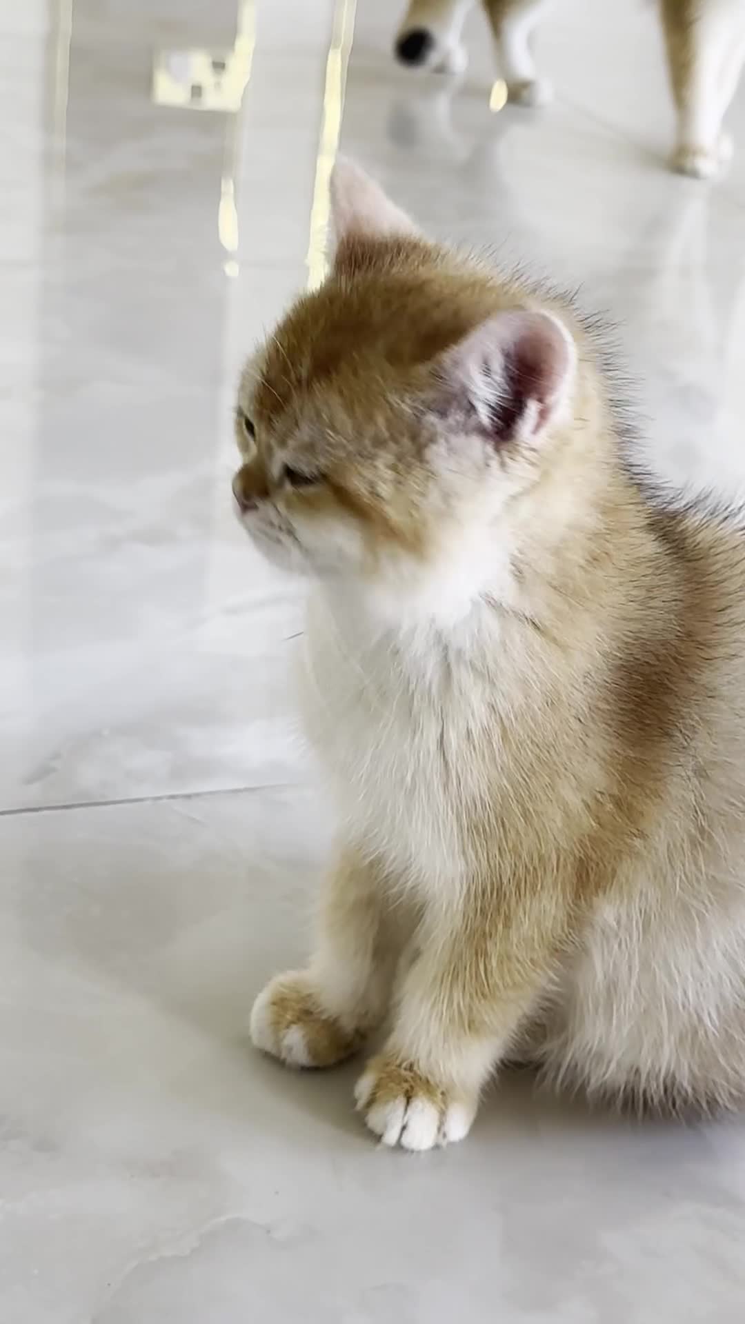 British Shorthair cats for sale: 1 boy left!Golden shaded British Shorthair kittens - Video 1