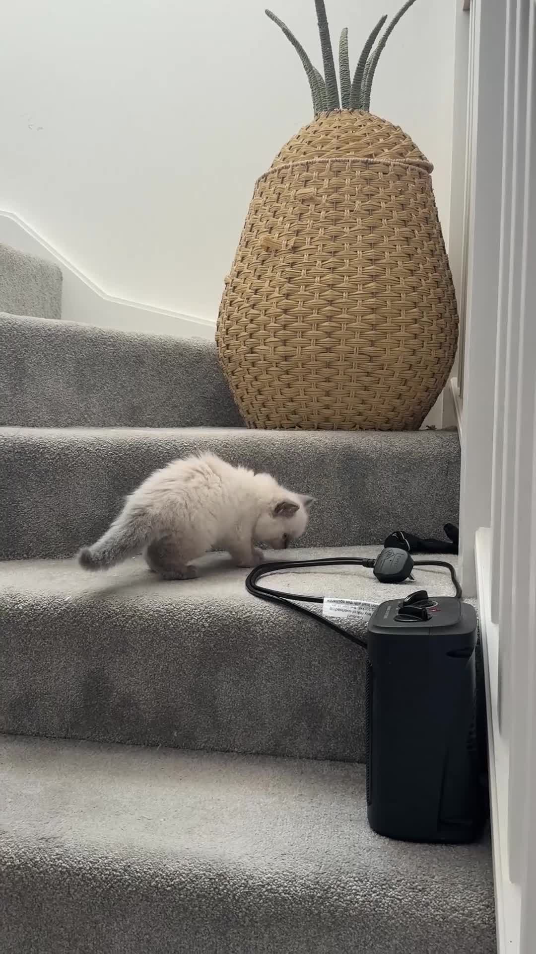 Persian cats for sale: Beautiful Pure Ragdroll Kitten - Video 4