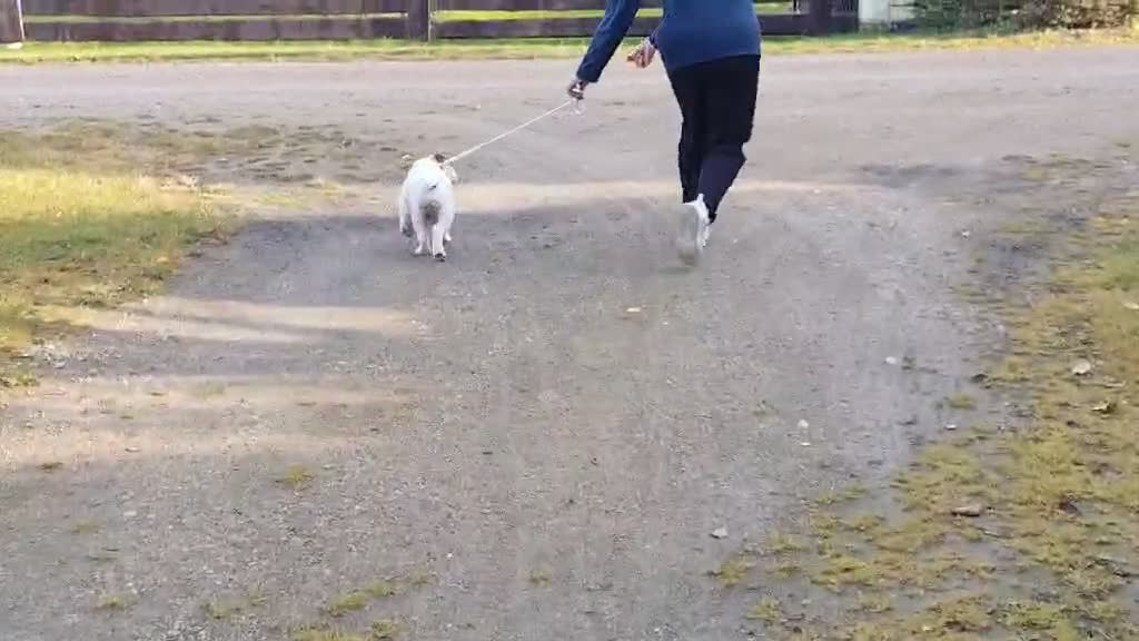 English Bulldog dogs for sale: Show quality english bulldog puppies  - Video 4