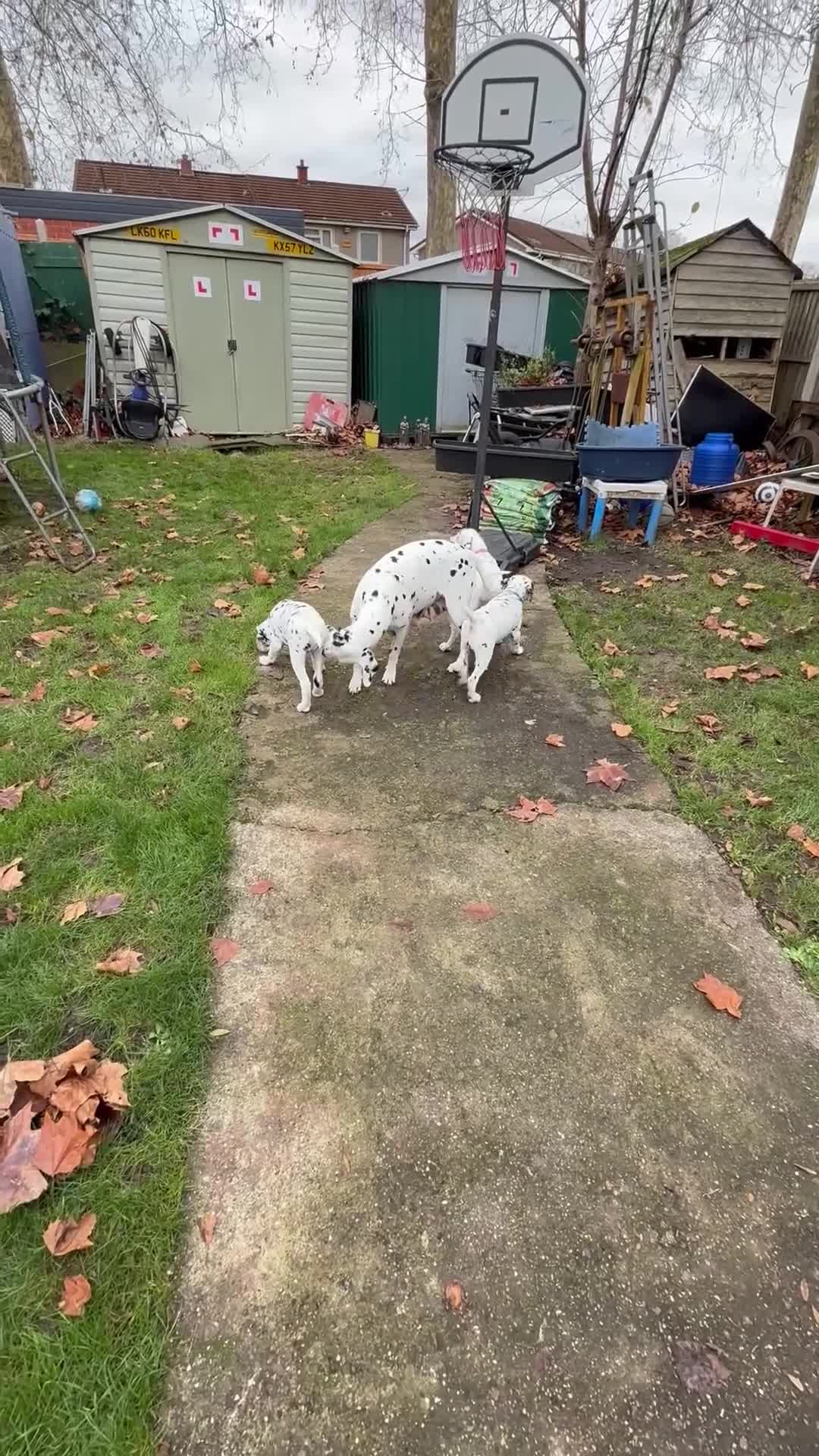 Dalmatian dogs for sale: Dalmațian puppies dogs for sale  - Video 4