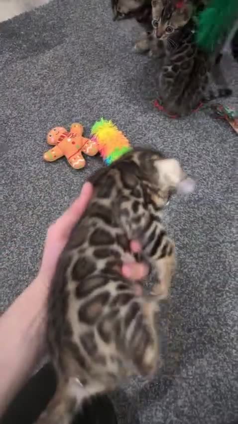 Bengal cats for sale: 🔥✨Pedigree TICA-Registered Bengals - Video 1