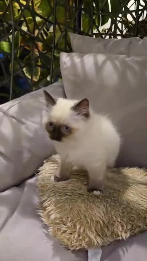 Ragdoll cats for sale: Rare European Long-Haired Ragdoll Kittens - Video 1