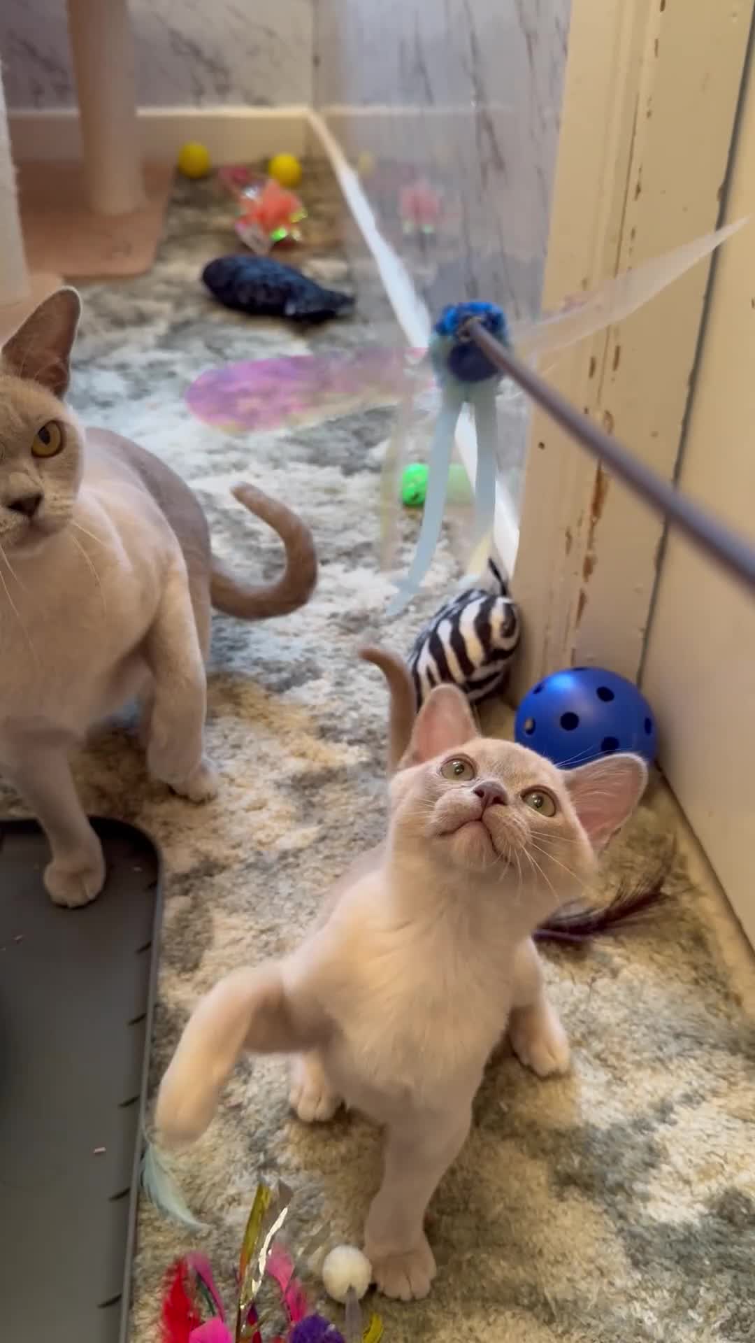 Burmese cats for sale: Adorable Burmese Kittens - Video 1