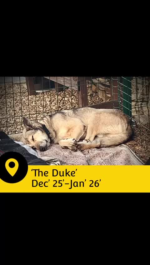 Mixed Breed dogs for adoption: The Duke, 8 yrs approx. Available for adoption. - Video 2