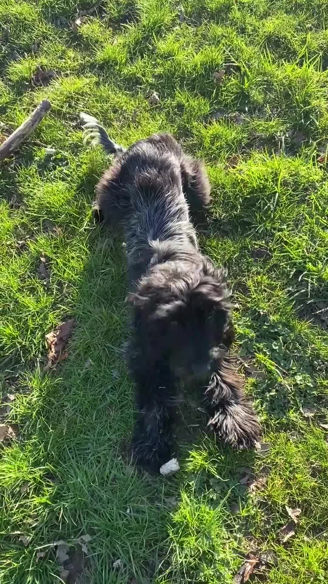 Cockapoo dogs for sale: A Lovable Female Cockapoo 2.5 yrs - Video 2