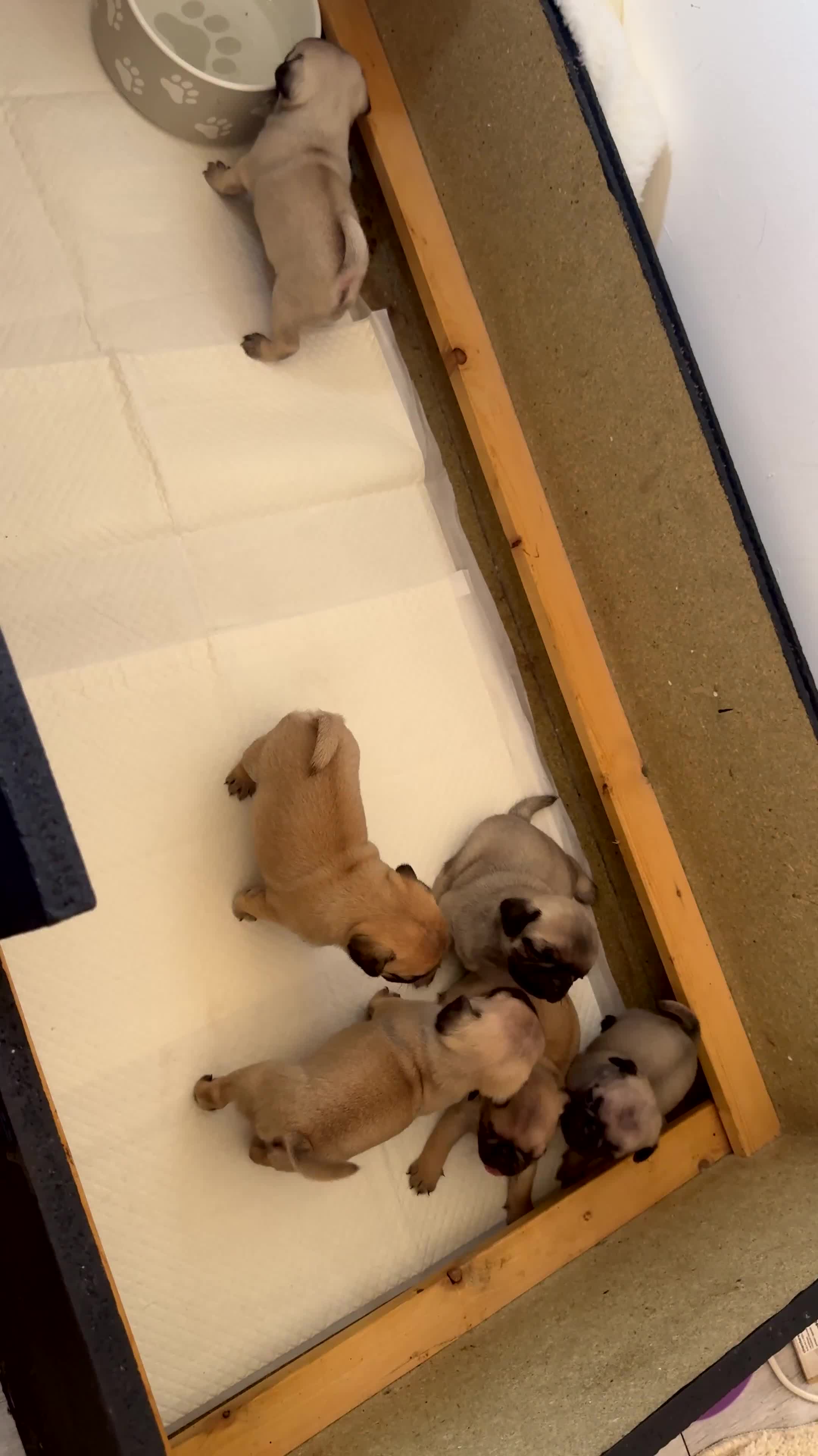 Pug dogs for sale: 🌟Kc registered pedigree pug puppies.🌟 - Video 2