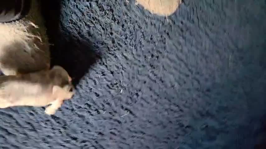 Pug dogs for sale: Bueatiful Merle baby pugs - Video 1