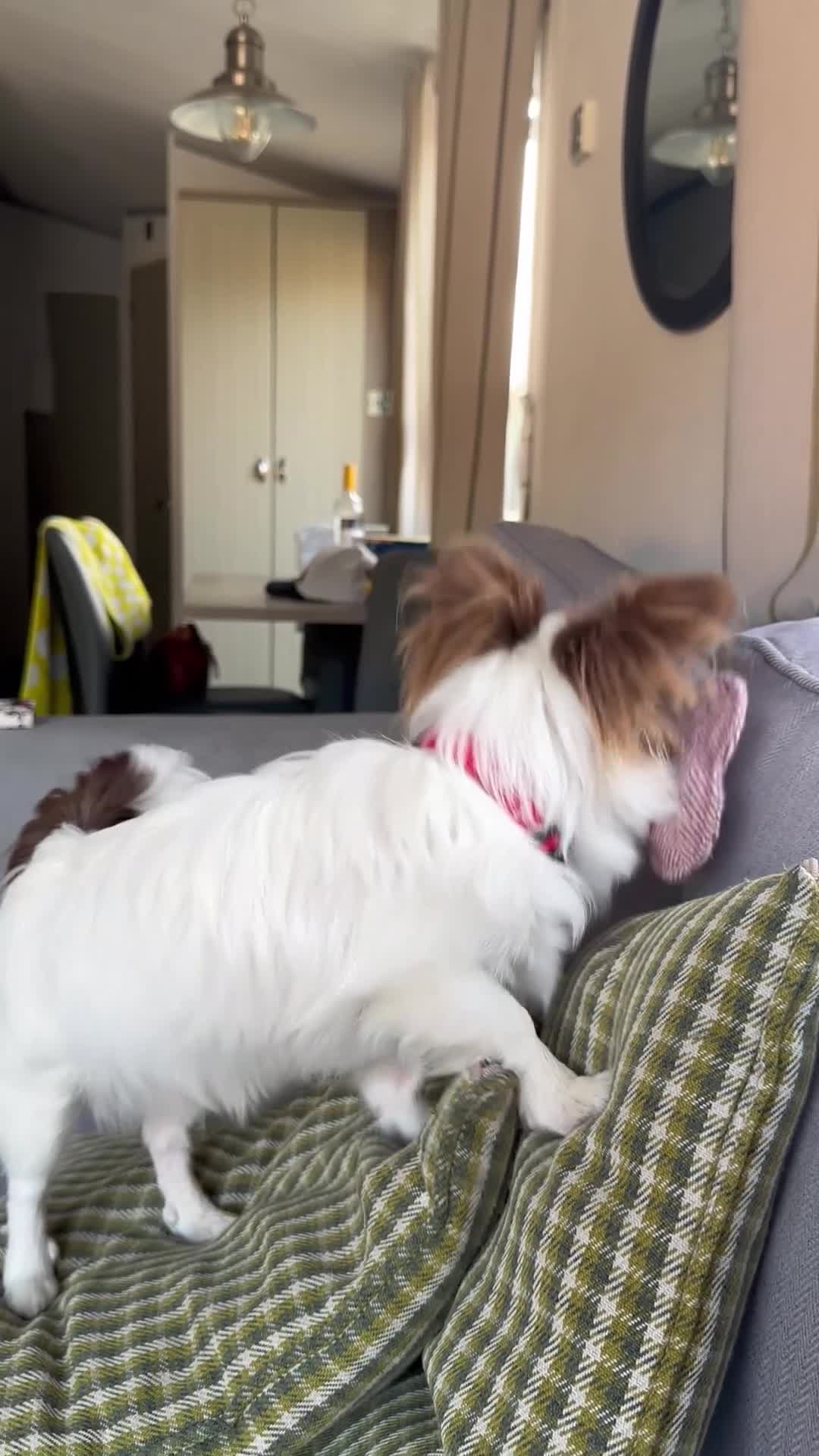 Chihuahua dogs for stud: Long coat chihuahua chocolate and white stud boy - Video 2