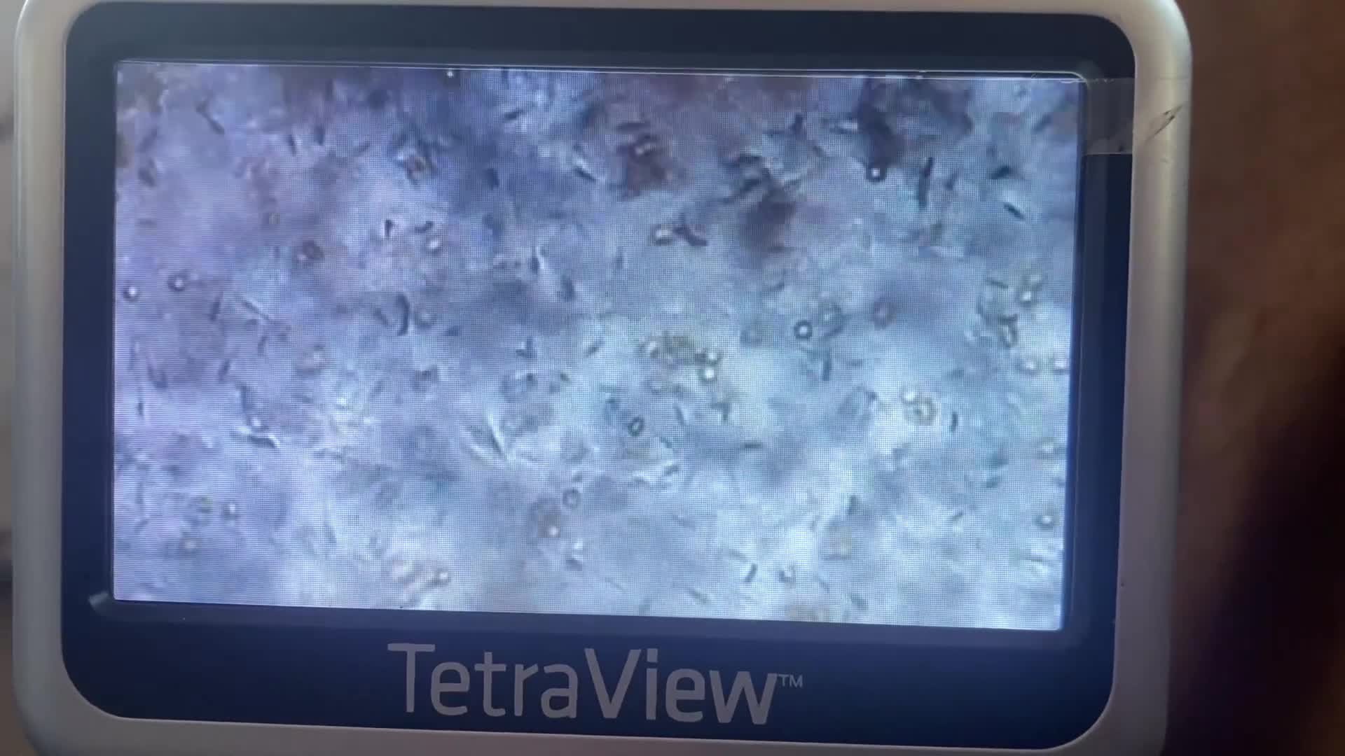 Miniature Poodle dogs for stud: Parti poodle for stud  - Video 1