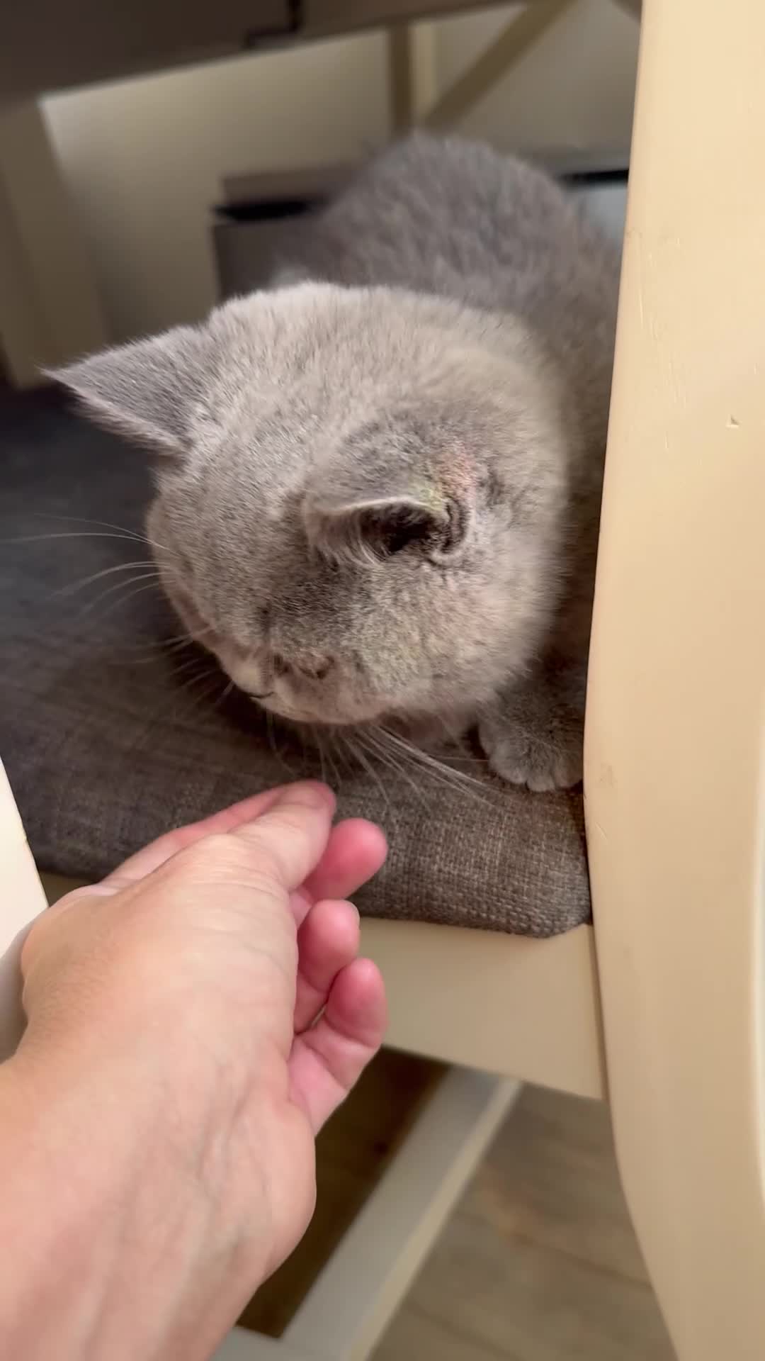 British Shorthair cats for sale: Female bsh kitten - Video 1