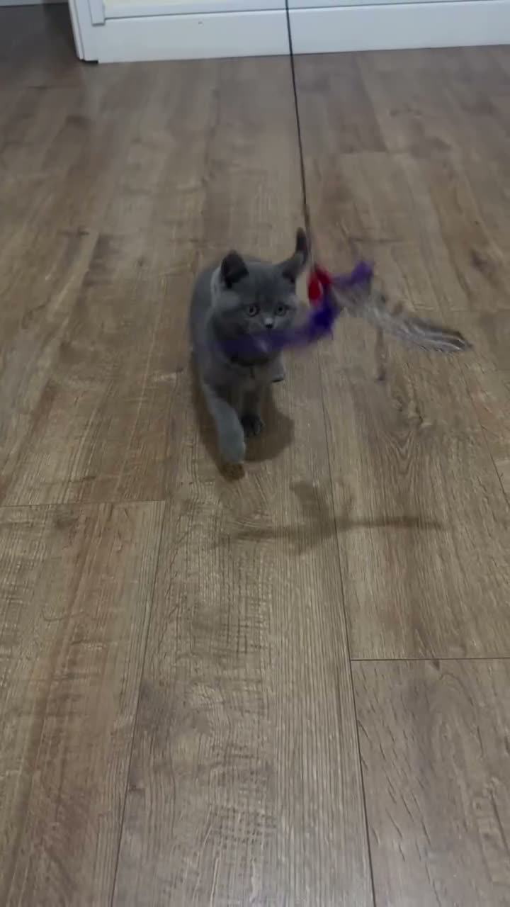 British Shorthair cats for sale: Adorable, Litter-Trained Grey Kitten - Video 1