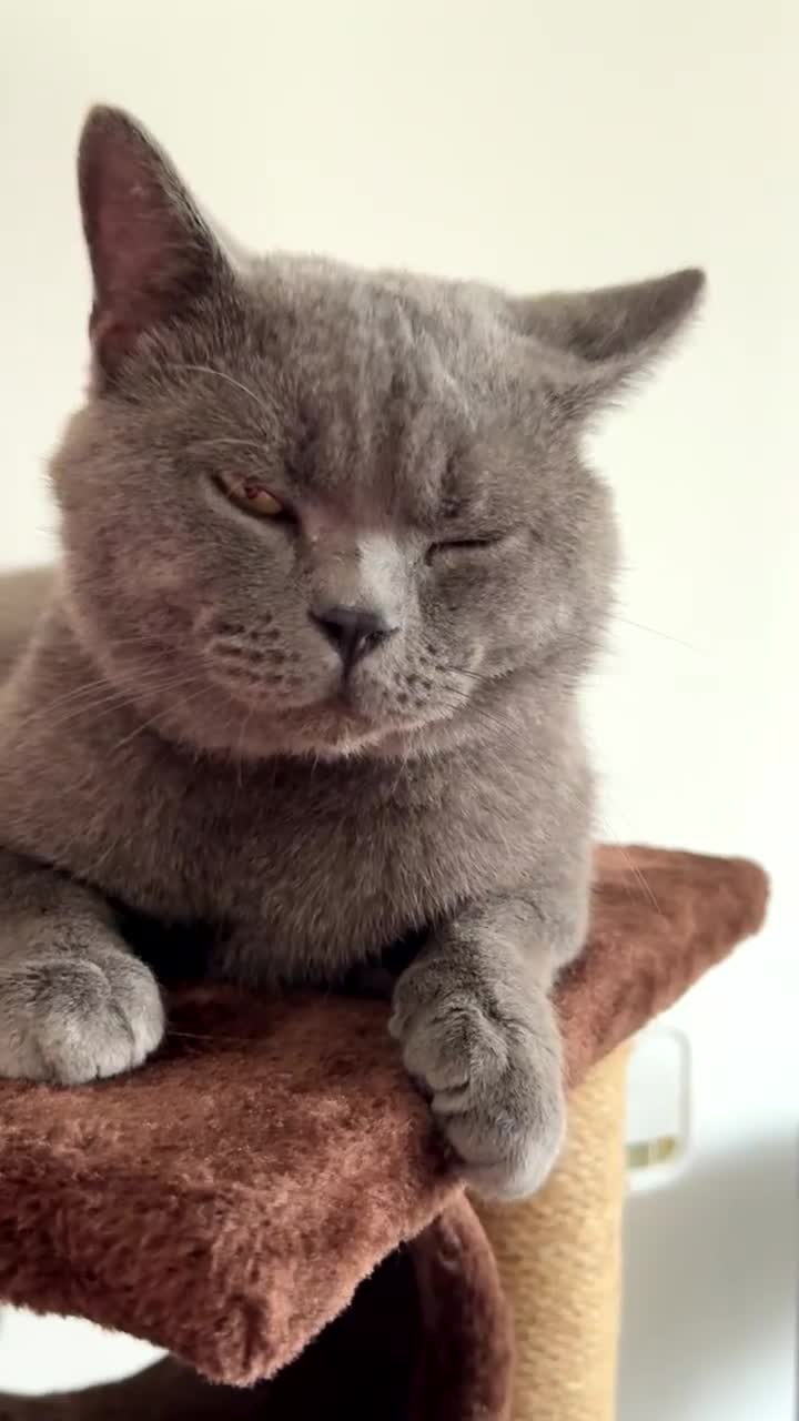 British Shorthair cats for sale: Teddy - Blue British Shorthair / Age 3  - Video 4