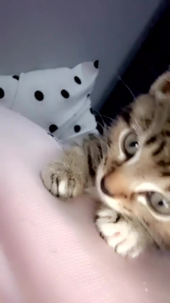 Mixed Breed cats for sale: 13 week old kitten - Video 2