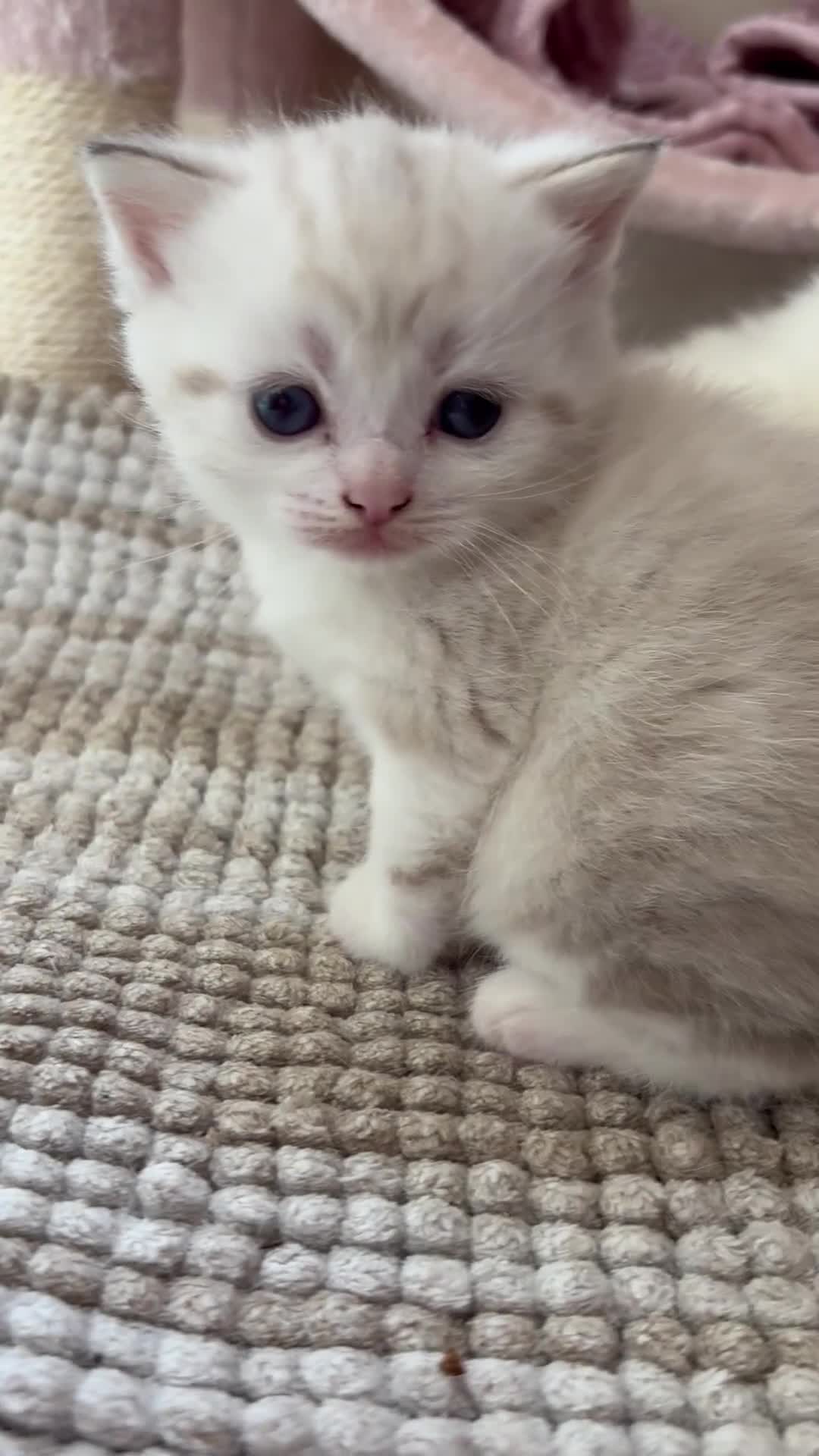 British Shorthair cats for sale: Beautiful British Shorthair Lynx Point Mix Kitten  in Ashton-under-Lyne - Video 3