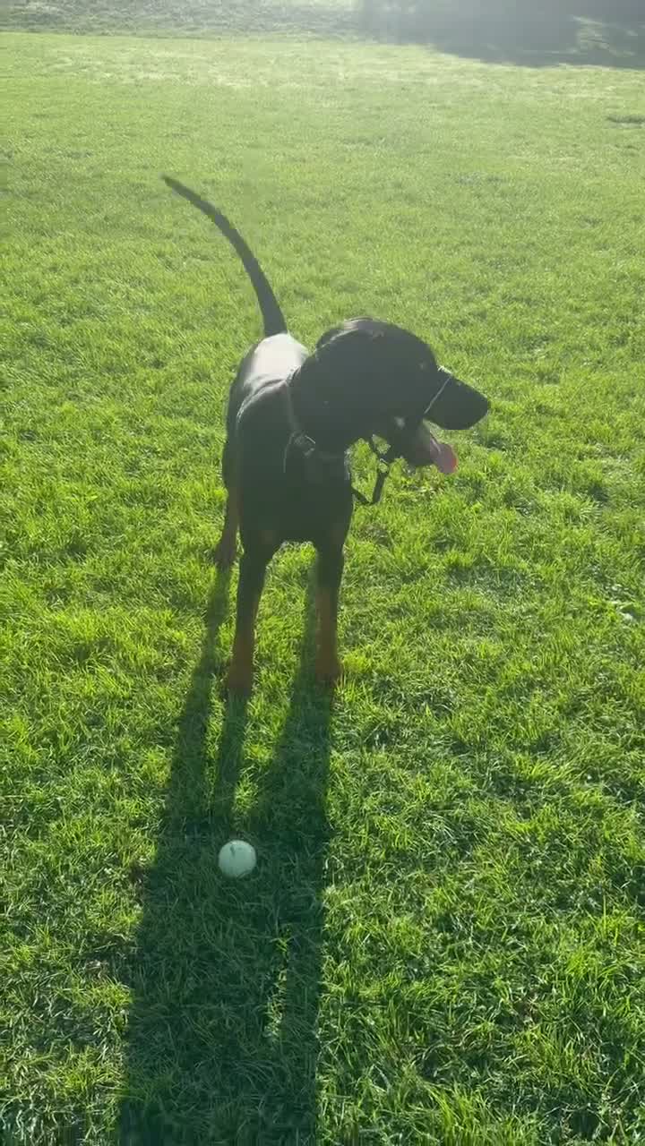 Dobermann dogs for sale: Diablo  - Video 2
