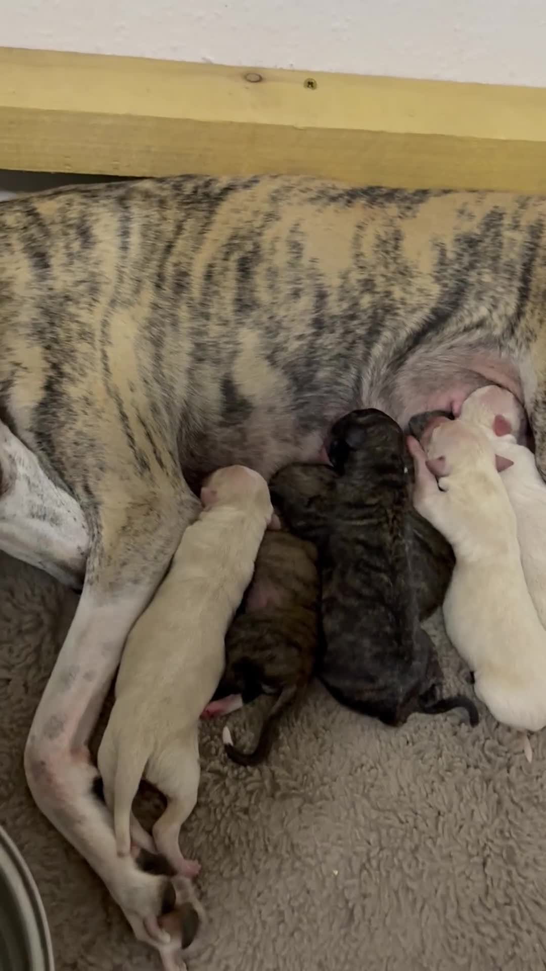 Whippet dogs for sale: 6x full breed pure whippet pedigree female pups - Video 1