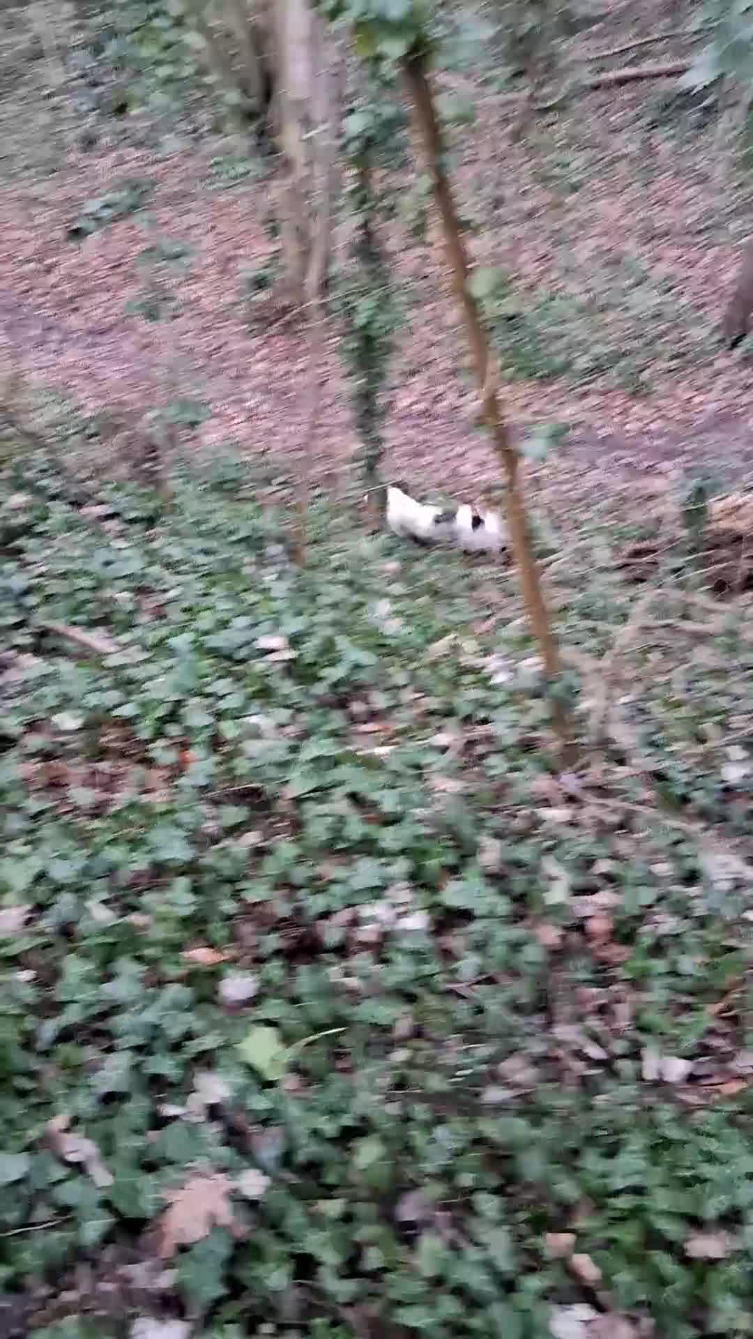 English Springer Spaniel dogs for sale: Ess bitch in Doncaster - Video 1