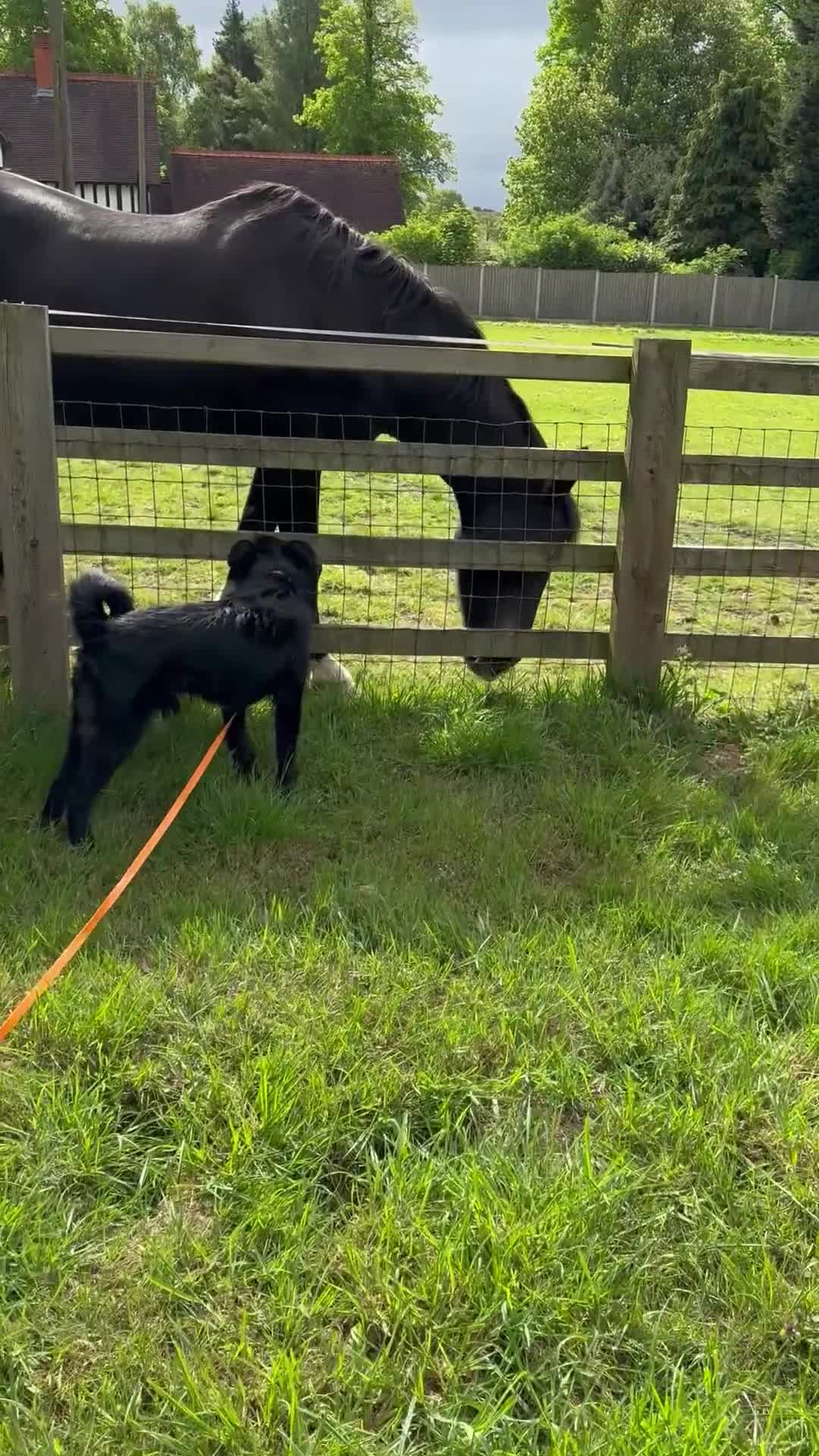 Mixed Breed dogs for adoption: WILF - CEO OF HAPPINESS 😄 - Video 1