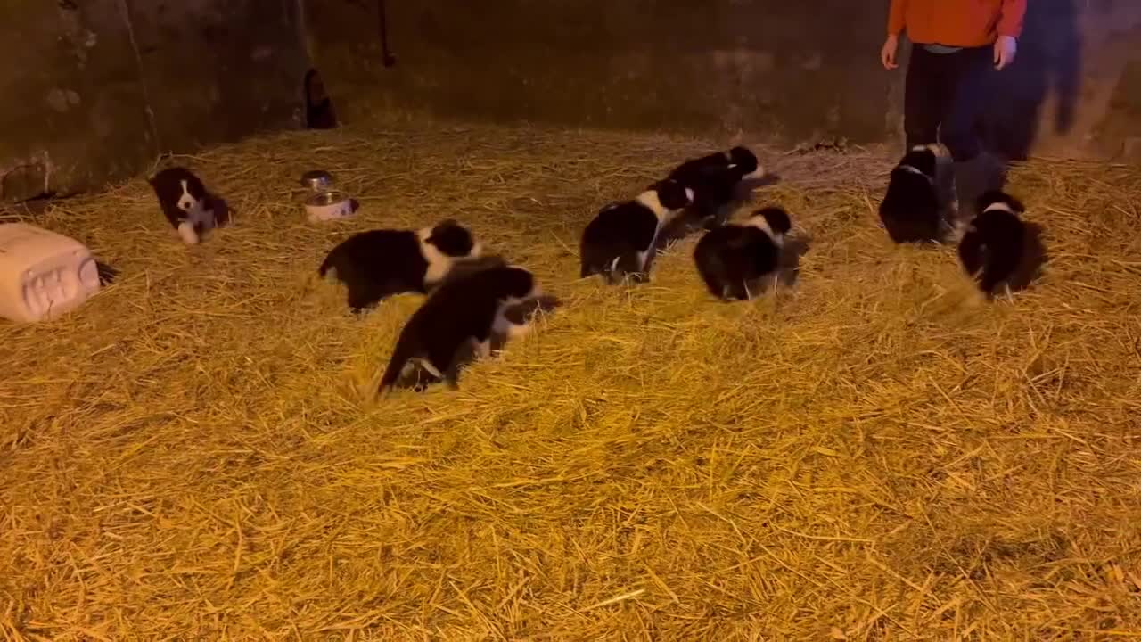 Border Collie dogs for sale: Collie pups  - Video 1